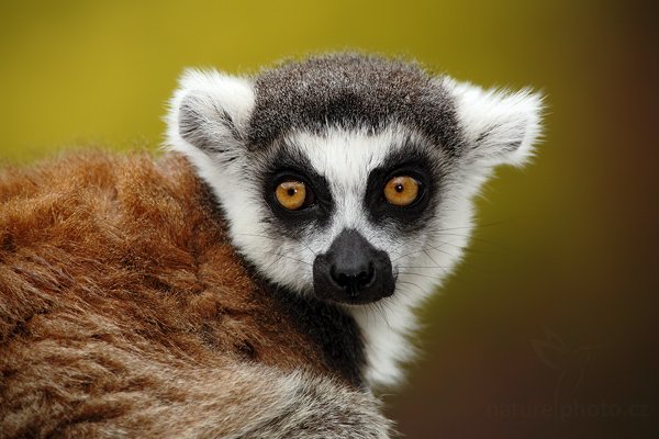 Lemur kata (Lemur catta), Lemur kata (Lemur catta), Lemur kata, Autor: Ondřej Prosický | NaturePhoto.cz, Model: Canon EOS 5D Mark II, Objektiv: Canon EF 500mm f/4 L IS USM, stativ Gitzo, Clona: 8.0, Doba expozice: 1/250 s, ISO: 400, Kompenzace expozice: -1, Blesk: Ne, Vytvořeno: 16. května 2009 11:21:16, ZOO Praha - Troja (Česko) 