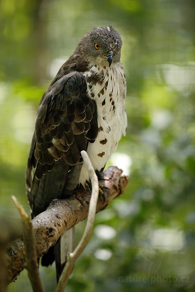 Včelojed lesní  (Pernis apivorus), Včelojed lesní  (Pernis apivorus), The Honey Buzzard, Autor: Ondřej Prosický | NaturePhoto.cz, Model: Canon EOS 5D Mark II, Objektiv: Canon EF 500mm f/4 L IS USM, stativ Gitzo, Clona: 4.5, Doba expozice: 1/320 s, ISO: 320, Kompenzace expozice: -1, Blesk: Ano, Vytvořeno: 25. července 2009 13:22:00, ZOO Děčín (Česko) 