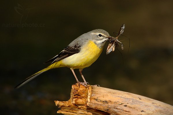 Konipas horský (Motacilla cinerea)