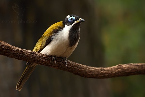 Medosavka modrolící (Entomyzon cyanotis), Medosavka modrolící (Entomyzon cyanotis), Blue-faced Honeyeater, , Autor: Ondřej Prosický | NaturePhoto.cz, Model: Canon EOS 5D Mark II, Objektiv: Canon EF 500mm f/4 L IS USM, stativ Gitzo, Clona: 8.0, Doba expozice: 1/250 s, ISO: 400, Kompenzace expozice: -1, Blesk: Ne, Vytvořeno: 16. května 2009 11:21:16, ZOO Děčín (Česko) 