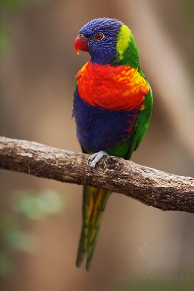 Lori mnohobarvý (Trichoglossus haematodus), Lori mnohobarvý (Trichoglossus haematodus) Rainbow Lorikeets, Autor: Ondřej Prosický | NaturePhoto.cz, Model: Canon EOS 5D Mark II, Objektiv: Canon EF 500 f/4 L IS USM, stativ Gitzo 3540LS + RRS BH55, Clona: 5.0, Doba expozice: 1/500 s, ISO: 400, Kompenzace expozice: -2/3, Blesk: Ne, Vytvořeno: 16. května 2009 10:56:19, ZOO Praha - Troja (Česko)