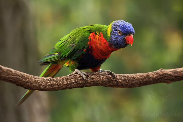 Lori mnohobarvý (Trichoglossus haematodus), Lori mnohobarvý (Trichoglossus haematodus) Rainbow Lorikeets, Autor: Ondřej Prosický | NaturePhoto.cz, Model: Canon EOS 5D Mark II, Objektiv: Canon EF 500 f/4 L IS USM, stativ Gitzo 3540LS + RRS BH55, Clona: 8.0, Doba expozice: 1/160 s, ISO: 400, Kompenzace expozice: -1, Blesk: Ne, Vytvořeno: 16. května 2009 11:23:41, ZOO Praha - Troja (Česko)