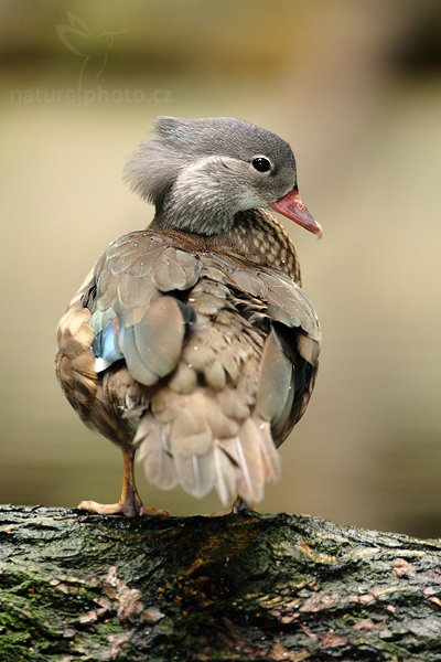 Kachnička mandarinská (Aix galericulata), Kachnička mandarinská (Aix galericulata), Mandarin Duck, Autor: Ondřej Prosický | NaturePhoto.cz, Model: Canon EOS 5D Mark II, Objektiv: Canon EF 500mm f/4 L IS USM, stativ Gitzo, Clona: 5.0, Doba expozice: 1/160 s, ISO: 800, Kompenzace expozice: 0, Blesk: Ano, Vytvořeno: 25. července 2009 10:01:21, ZOO Děčín (Česko) 