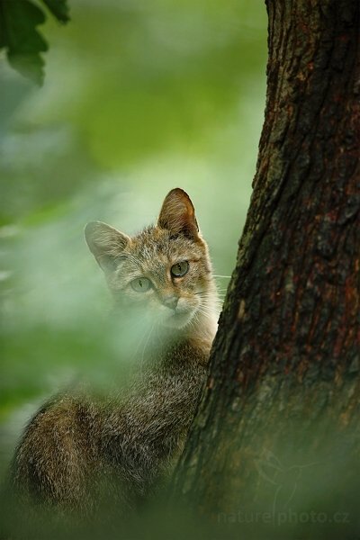 Kočka divoká (Felis silvestris), Kočka divoká (Felis silvestris), Wild Cat, Autor: Ondřej Prosický | NaturePhoto.cz, Model: Canon EOS 5D Mark II, Objektiv: Canon EF 500mm f/4 L IS USM, stativ Gitzo, Clona: 4.5, Doba expozice: 1/250 s, ISO: 1000, Kompenzace expozice: -1/3, Blesk: Ano, Vytvořeno: 25. července 2009 12:32:34, ZOO Děčín (Česko) 