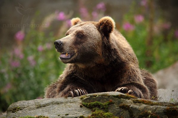 Medvěd hnědý (Ursus arctos), Medvěd hnědý (Ursus arctos), Brown Bear, Autor: Ondřej Prosický | NaturePhoto.cz, Model: Canon EOS 5D Mark II, Objektiv: Canon EF 500mm f/4 L IS USM, stativ Gitzo, Clona: 5.6, Doba expozice: 1/1600 s, ISO: 2000, Kompenzace expozice: -1/3, Blesk: Ano, Vytvořeno: 25. července 2009 12:03:27, ZOO Děčín (Česko) 