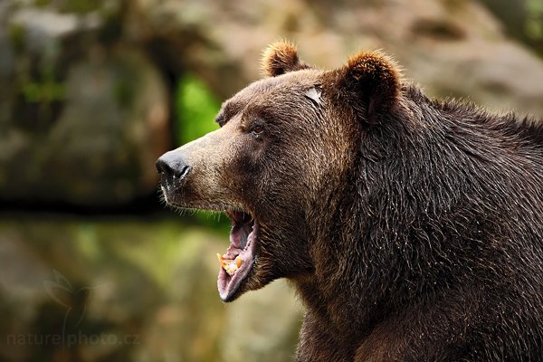 Medvěd hnědý (Ursus arctos), Medvěd hnědý (Ursus arctos), Brown Bear, Autor: Ondřej Prosický | NaturePhoto.cz, Model: Canon EOS 5D Mark II, Objektiv: Canon EF 500mm f/4 L IS USM, stativ Gitzo, Clona: 5.0, Doba expozice: 1/400 s, ISO: 640, Kompenzace expozice: -2/3, Blesk: Ne, Vytvořeno: 25. července 2009 10:34:13, ZOO Děčín (Česko) 