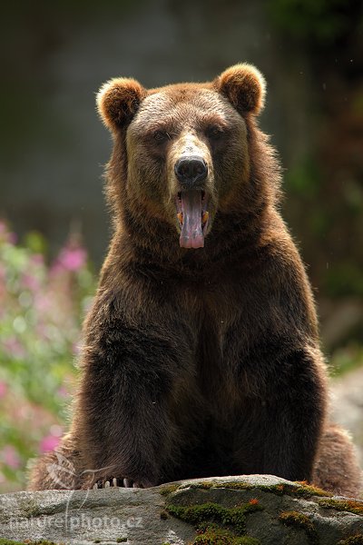 Medvěd hnědý (Ursus arctos), Medvěd hnědý (Ursus arctos), Brown Bear, Autor: Ondřej Prosický | NaturePhoto.cz, Model: Canon EOS 5D Mark II, Objektiv: Canon EF 500mm f/4 L IS USM, stativ Gitzo, Clona: 5.6, Doba expozice: 1/400 s, ISO: 320, Kompenzace expozice: -1/3, Blesk: Ne, Vytvořeno: 25. července 2009 12:05:21, ZOO Děčín (Česko)