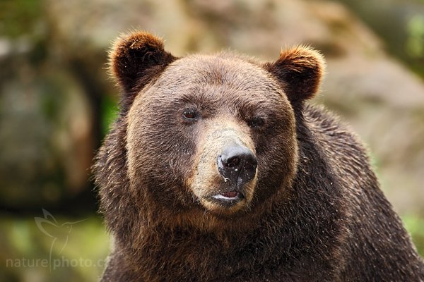 Medvěd hnědý (Ursus arctos), Medvěd hnědý (Ursus arctos), Brown Bear, Autor: Ondřej Prosický | NaturePhoto.cz, Model: Canon EOS 5D Mark II, Objektiv: Canon EF 500mm f/4 L IS USM, stativ Gitzo, Clona: 5.0, Doba expozice: 1/320 s, ISO: 500, Kompenzace expozice: -2/3, Blesk: Ano, Vytvořeno: 25. července 2009 10:31:27, ZOO Děčín (Česko) 