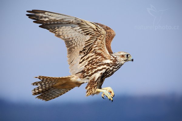 Raroh velký (Falco cherrug), Raroh velký (Falco cherrug), Saker Falcon, Autor: Ondřej Prosický | NaturePhoto.cz, Model: Canon EOS-1D Mark III, Objektiv: Canon EF 500mm f/4 L IS USM, Ohnisková vzdálenost (EQ35mm): 650 mm, stativ Gitzo, Clona: 7.1, Doba expozice: 1/1600 s, ISO: 400, Kompenzace expozice: +1/3, Blesk: Ne, Vytvořeno: 28. března 2009 10:33:22, zvíře v lidské péči, Herálec, Vysočina (Česko) 