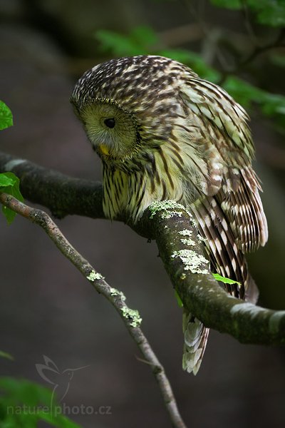 Puštík bělavý (Strix uralensis), Puštík bělavý (Strix uralensis) Ural Owl, Autor: Ondřej Prosický | NaturePhoto.cz, Model: Canon EOS-1D Mark III, Objektiv: Canon EF 500mm f/4 L IS USM, Ohnisková vzdálenost (EQ35mm): 650 mm, stativ Gitzo, Clona: 4.5, Doba expozice: 1/125 s, ISO: 1000, Kompenzace expozice: -1, Blesk: Ne, Vytvořeno: 9. května 2009 10:00:41, Prachaticko, Šumava (Česko) 