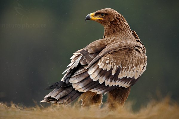 Orel stepní (Aquila nipalensis), Orel stepní (Aquila nipalensis), Steppe Eagle, Autor: Ondřej Prosický | NaturePhoto.cz, Model: Canon EOS-1D Mark III, Objektiv: Canon EF 500mm f/4 L IS USM, Ohnisková vzdálenost (EQ35mm): 650 mm, stativ Gitzo, Clona: 6.3, Doba expozice: 1/500 s, ISO: 640, Kompenzace expozice: -1/3, Blesk: Ne, Vytvořeno: 29. března 2009 7:13:29, zvíře v lidské péči, Herálec, Vysočina (Česko) 