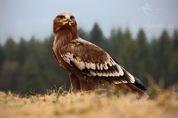 Orel stepní (Aquila nipalensis), Orel stepní (Aquila nipalensis), Steppe Eagle, Autor: Ondřej Prosický | NaturePhoto.cz, Model: Canon EOS 5D Mark II, Objektiv: Canon EF 500mm f/4 L IS USM, stativ Gitzo, Clona: 8.0, Doba expozice: 1/100 s, ISO: 200, Kompenzace expozice: -2/3, Blesk: Ne, Vytvořeno: 29. března 2009 7:17:50, zvíře v lidské péči, Herálec, Vysočina (Česko) 