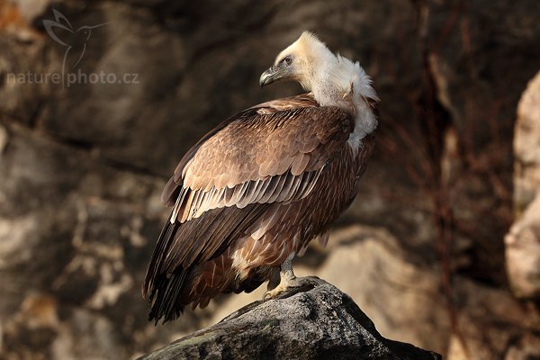 Sup bělohlavý (Gyps fulvus), Sup bělohlavý (Gyps fulvus), The Griffon Vulture or Eurasian Griffon Vulture, Autor: Ondřej Prosický | NaturePhoto.cz, Model: Canon EOS 5D Mark II, Objektiv: Canon EF 500mm f/4 L IS USM, stativ Gitzo, Clona: 4.5, Doba expozice: 1/800 s, ISO: 100, Kompenzace expozice: -1 1/3, Blesk: Ano, Vytvořeno: 28. března 2009 11:57:08, zvíře v lidské péči, Herálec, Vysočina (Česko)