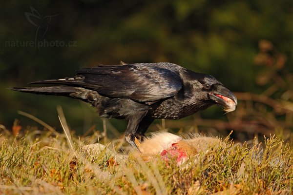 Krkavec velký (Corvus corax), Krkavec velký (Corvus corax), Raven, Autor: Ondřej Prosický | NaturePhoto.cz, Model: Canon EOS-1D Mark III, Objektiv: Canon EF 500mm f/4 L IS USM, Ohnisková vzdálenost (EQ35mm): 650 mm, stativ Gitzo, Clona: 5.6, Doba expozice: 1/640 s, ISO: 320, Kompenzace expozice: -1 1/3, Blesk: Ne, Vytvořeno: 28. března 2009 13:00:33, zvíře v lidské péči, Herálec, Vysočina (Česko) 