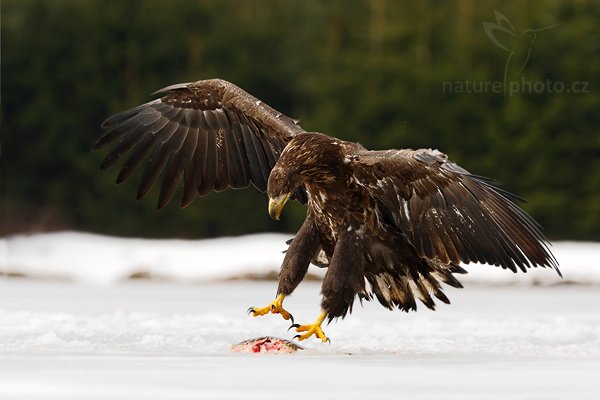 Orel mořský (Haliaeetus albicilla), Orel mořský (Haliaeetus albicilla), White-tailed Eagle, Autor: Ondřej Prosický | NaturePhoto.cz, Model: Canon EOS-1D Mark III, Objektiv: Canon EF 200mm f/2 L IS USM + TC Canon 2x, Ohnisková vzdálenost (EQ35mm): 364 mm, stativ Gitzo, Clona: 6.3, Doba expozice: 1/640 s, ISO: 200, Kompenzace expozice: -1, Blesk: Ne, Vytvořeno: 28. března 2009 6:53:36, zvíře v lidské péči, Herálec, Vysočina (Česko) 