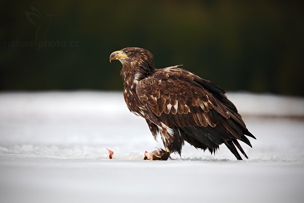 Orel mořský (Haliaeetus albicilla), Orel mořský (Haliaeetus albicilla), White-tailed Eagle, Autor: Ondřej Prosický | NaturePhoto.cz, Model: Canon EOS-1D Mark III, Objektiv: Canon EF 200mm f/2 L IS USM + TC Canon 2x, Ohnisková vzdálenost (EQ35mm): 364 mm, stativ Gitzo, Clona: 6.3, Doba expozice: 1/640 s, ISO: 200, Kompenzace expozice: -1, Blesk: Ne, Vytvořeno: 28. března 2009 6:53:36, zvíře v lidské péči, Herálec, Vysočina (Česko) 