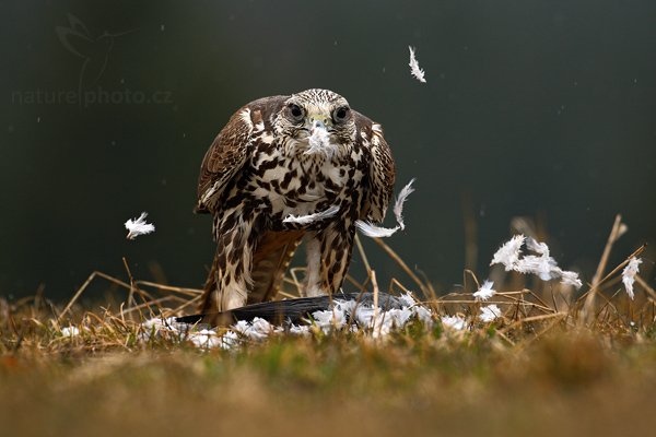 Raroh velký (Falco cherrug), Raroh velký (Falco cherrug), Saker Falcon, Autor: Ondřej Prosický | NaturePhoto.cz, Model: Canon EOS-1D Mark III, Objektiv: Canon EF 500mm f/4 L IS USM, Ohnisková vzdálenost (EQ35mm): 650 mm, stativ Gitzo, Clona: 6.3, Doba expozice: 1/1000 s, ISO: 800, Kompenzace expozice: -1/3, Blesk: Ne, Vytvořeno: 29. března 2009 6:49:49, zvíře v lidské péči, Herálec, Vysočina (Česko) 