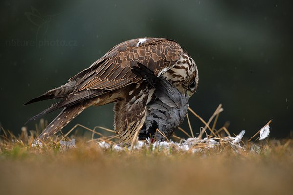 Raroh velký (Falco cherrug), Raroh velký (Falco cherrug), Saker Falcon, Autor: Ondřej Prosický | NaturePhoto.cz, Model: Canon EOS-1D Mark III, Objektiv: Canon EF 500mm f/4 L IS USM, Ohnisková vzdálenost (EQ35mm): 650 mm, stativ Gitzo, Clona: 6.3, Doba expozice: 1/500 s, ISO: 640, Kompenzace expozice: -1/3, Blesk: Ne, Vytvořeno: 29. března 2009 6:51:48, zvíře v lidské péči, Herálec, Vysočina (Česko) 