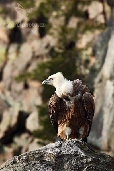 Sup bělohlavý (Gyps fulvus), Sup bělohlavý (Gyps fulvus), The Griffon Vulture or Eurasian Griffon Vulture, Autor: Ondřej Prosický | NaturePhoto.cz, Model: Canon EOS 5D Mark II, Objektiv: Canon EF 500mm f/4 L IS USM, stativ Gitzo, Clona: 10, Doba expozice: 1/200 s, ISO: 200, Kompenzace expozice: -1, Blesk: Ne, Vytvořeno: 28. března 2009 11:47:12, zvíře v lidské péči, Herálec, Vysočina (Česko)