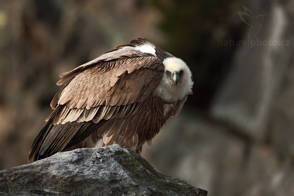 Sup bělohlavý (Gyps fulvus), Sup bělohlavý (Gyps fulvus), The Griffon Vulture or Eurasian Griffon Vulture, Autor: Ondřej Prosický | NaturePhoto.cz, Model: Canon EOS 5D Mark II, Objektiv: Canon EF 500mm f/4 L IS USM, stativ Gitzo, Clona: 6.3, Doba expozice: 1/125 s, ISO: 100, Kompenzace expozice: -1 1/3, Blesk: Ano, Vytvořeno: 28. března 2009 12:03:17, zvíře v lidské péči, Herálec, Vysočina (Česko) 