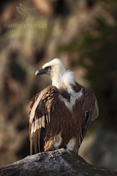 Sup bělohlavý (Gyps fulvus), Sup bělohlavý (Gyps fulvus), The Griffon Vulture or Eurasian Griffon Vulture, Autor: Ondřej Prosický | NaturePhoto.cz, Model: Canon EOS 5D Mark II, Objektiv: Canon EF 500mm f/4 L IS USM, stativ Gitzo, Clona: 6.3, Doba expozice: 1/320 s, ISO: 100, Kompenzace expozice: -1 1/3, Blesk: Ano, Vytvořeno: 28. března 2009 12:04:19, zvíře v lidské péči, Herálec, Vysočina (Česko) 