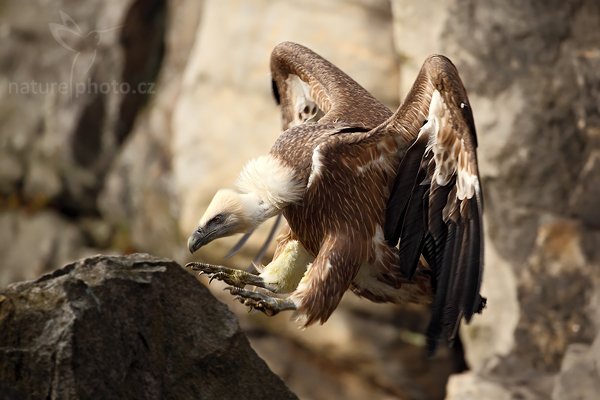 Sup bělohlavý (Gyps fulvus), Sup bělohlavý (Gyps fulvus), The Griffon Vulture or Eurasian Griffon Vulture, Autor: Ondřej Prosický | NaturePhoto.cz, Model: Canon EOS 5D Mark II, Objektiv: Canon EF 500mm f/4 L IS USM, stativ Gitzo, Clona: 4.5, Doba expozice: 1/640 s, ISO: 200, Kompenzace expozice: -1, Blesk: Ne, Vytvořeno: 28. března 2009 11:40:19, zvíře v lidské péči, Herálec, Vysočina (Česko) 