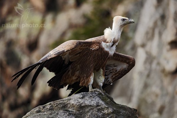 Sup bělohlavý (Gyps fulvus), Sup bělohlavý (Gyps fulvus), The Griffon Vulture or Eurasian Griffon Vulture, Autor: Ondřej Prosický | NaturePhoto.cz, Model: Canon EOS 5D Mark II, Objektiv: Canon EF 500mm f/4 L IS USM, stativ Gitzo, Clona: 5.6, Doba expozice: 1/200 s, ISO: 200, Kompenzace expozice: -1, Blesk: Ne, Vytvořeno: 28. března 2009 11:34:05, zvíře v lidské péči, Herálec, Vysočina (Česko) 