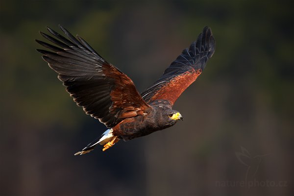 Káně Harrisova (Parabuteo unicinctus), Káně Harrisova (Parabuteo unicinctus), Harris´s Hawk, Autor: Ondřej Prosický | NaturePhoto.cz, Model: Canon EOS-1D Mark III, Objektiv: Canon EF 500mm f/4 L IS USM, Ohnisková vzdálenost (EQ35mm): 650 mm, stativ Gitzo, Clona: 6.3, Doba expozice: 1/1000 s, ISO: 400, Kompenzace expozice: -1/3, Blesk: Ne, Vytvořeno: 28. března 2009 9:53:26, zvíře v lidské péči, Herálec, Vysočina (Česko) 