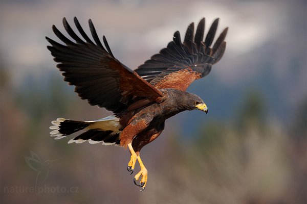 Káně Harrisova (Parabuteo unicinctus), Káně Harrisova (Parabuteo unicinctus), Harris´s Hawk, Autor: Ondřej Prosický | NaturePhoto.cz, Model: Canon EOS-1D Mark III, Objektiv: Canon EF 500mm f/4 L IS USM, Ohnisková vzdálenost (EQ35mm): 650 mm, stativ Gitzo, Clona: 8.0, Doba expozice: 1/1250 s, ISO: 400, Kompenzace expozice: -1/3, Blesk: Ne, Vytvořeno: 28. března 2009 9:49:14, zvíře v lidské péči, Herálec, Vysočina (Česko)