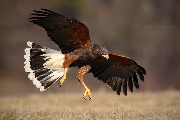 Káně Harrisova (Parabuteo unicinctus), Káně Harrisova (Parabuteo unicinctus), Harris´s Hawk, Autor: Ondřej Prosický | NaturePhoto.cz, Model: Canon EOS-1D Mark III, Objektiv: Canon EF 500mm f/4 L IS USM, Ohnisková vzdálenost (EQ35mm): 650 mm, stativ Gitzo, Clona: 6.3, Doba expozice: 1/1600 s, ISO: 400, Kompenzace expozice: -2/3, Blesk: Ne, Vytvořeno: 28. března 2009 10:00:34, zvíře v lidské péči, Herálec, Vysočina (Česko) 