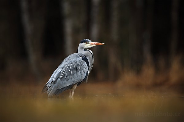 Volavka popelavá (Ardea cinerea), Volavka popelavá (Ardea cinerea), Grey Heron, Autor: Ondřej Prosický | NaturePhoto.cz, Model: Canon EOS 5D Mark II, Objektiv: Canon EF 500mm f/4 L IS USM, stativ Gitzo, Clona: 5.6, Doba expozice: 1/160 s, ISO: 320, Kompenzace expozice: -2/3, Blesk: Ne, Vytvořeno: 29. března 2009 4:17:42, zvíře v lidské péči, Herálec, Vysočina (Česko)