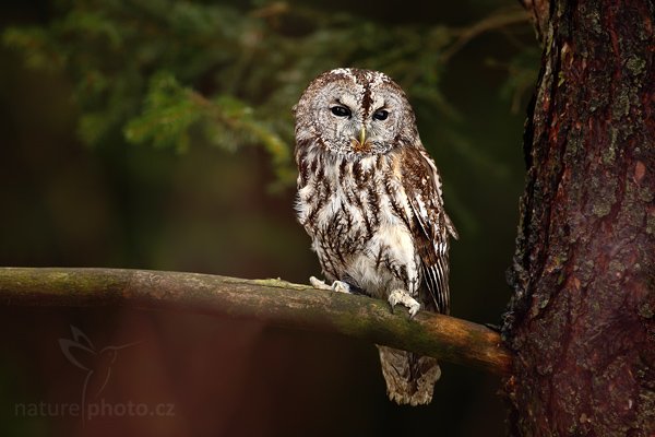 Puštík obecný (Strix aluco), Puštík obecný (Strix aluco), Eurasian Tawny Owl, Autor: Ondřej Prosický | NaturePhoto.cz, Model: Canon EOS 5D Mark II, Objektiv: Canon EF 500mm f/4 L IS USM, stativ Gitzo, Clona: 4.5, Doba expozice: 1/200 s, ISO: 250, Kompenzace expozice: -1 1/3, Blesk: Ne, Vytvořeno: 28. března 2009 4:34:14, zvíře v lidské péči, Herálec, Vysočina (Česko) 