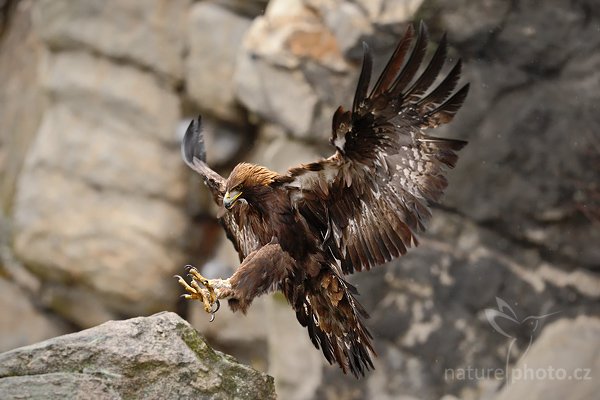 Orel skalní (Aquila chrysaetos) , Orel skalní (Aquila chrysaetos), Golden Eagle, Autor: Ondřej Prosický | NaturePhoto.cz, Model: Canon EOS-1D Mark III, Objektiv: Canon EF 200mm f/2 L IS USM, Ohnisková vzdálenost (EQ35mm): 260 mm, stativ Gitzo, Clona: 2.5, Doba expozice: 1/2000 s, ISO: 1600, Kompenzace expozice: -2/3, Blesk: Ne, Vytvořeno: 29. března 2009 5:47:10, zvíře v lidské péči, Herálec, Vysočina (Česko) 