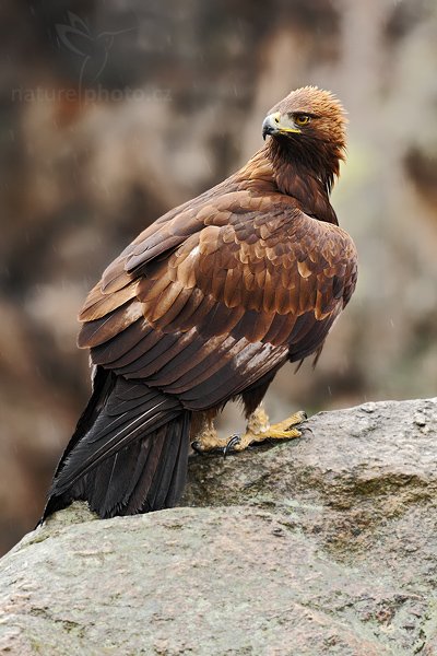 Orel skalní (Aquila chrysaetos), Orel skalní (Aquila chrysaetos), Autor: Ondřej Prosický | NaturePhoto.cz, Model: Canon EOS-1D Mark III, Objektiv: Canon EF 500mm f/4 L IS USM, Ohnisková vzdálenost (EQ35mm): 650 mm, stativ Gitzo, Clona: 7.1, Doba expozice: 1/160 s, ISO: 1250, Kompenzace expozice: -1/3, Blesk: Ano, Vytvořeno: 29. března 2009 5:18:57, zvíře v lidské péči, Herálec, Vysočina (Česko) 