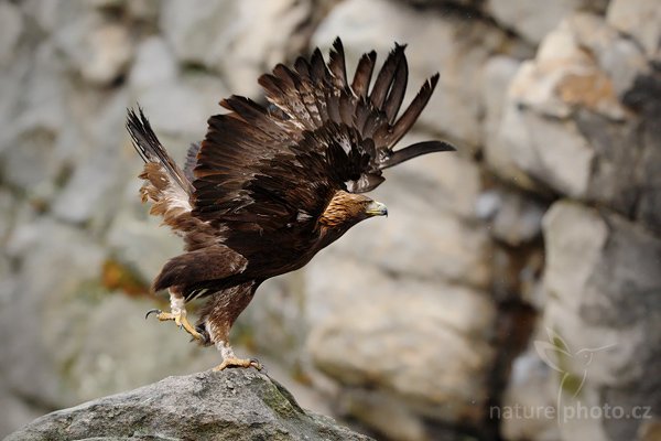 Orel skalní (Aquila chrysaetos), Orel skalní (Aquila chrysaetos), Golden Eagle, Autor: Ondřej Prosický | NaturePhoto.cz, Model: Canon EOS-1D Mark III, Objektiv: Canon EF 200mm f/2 L IS USM, Ohnisková vzdálenost (EQ35mm): 260 mm, stativ Gitzo, Clona: 3.2, Doba expozice: 1/1600 s, ISO: 1600, Kompenzace expozice: -1/3, Blesk: Ano, Vytvořeno: 29. března 2009 5:42:31, zvíře v lidské péči, Herálec, Vysočina (Česko) 