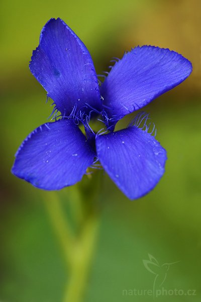 Hořec brvitý (Gentianopsis ciliata), Hořec brvitý (Gentianopsis ciliata), Autor: Ondřej Prosický | NaturePhoto.cz, Model: Canon EOS-1D Mark III, Objektiv: Canon EF 100mm f/2.8 Macro USM, Ohnisková vzdálenost (EQ35mm): 130 mm, stativ Gitzo, Clona: 5.6, Doba expozice: 1/80 s, ISO: 400, Kompenzace expozice: -2/3, Blesk: Ano, Vytvořeno: 30. srpna 2008 15:20:33, PP Kobyla, Český Kras (Česko) 