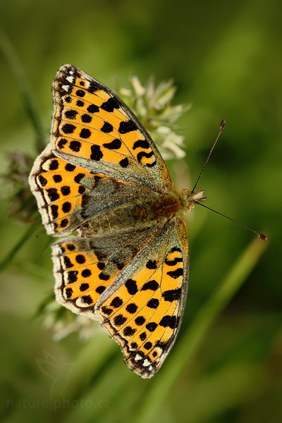 Perleťovec malý (Issoria lathonia), Perleťovec malý (Issoria lathonia), Queen of Spain Fritillary Autor: Ondřej Prosický | NaturePhoto.cz, Model: Canon EOS 5D Mark II, Objektiv: Canon EF 100mm f/2.8 Macro USM, stativ Gitzo, Clona: 6.3, Doba expozice: 1/320 s, ISO: 320, Kompenzace expozice: -2/3, Blesk: Ano, Vytvořeno: 1. srpna 2009 9:54:57, CHKO Český kras (Česko)