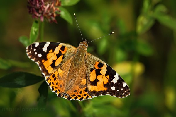 Babočka bodláková (Vanessa cardui), Babočka bodláková (Vanessa cardui), Painted Lady, Autor: Ondřej Prosický | NaturePhoto.cz, Model: Canon EOS 5D Mark II, Objektiv: Canon EF 100mm f/2.8 Macro USM, stativ Gitzo, Clona: 8.0, Doba expozice: 1/250 s, ISO: 400, Kompenzace expozice: -2/3, Blesk: Ne, Vytvořeno: 9. srpna 2009 10:14:07, CHKO Český kras (Česko)