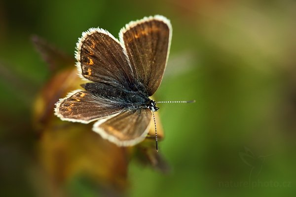 Modrásek vikvicový (Polyommatus coridon), Modrásek vikvicový (Polyommatus coridon), Chalkhill Blue, Autor: Ondřej Prosický | NaturePhoto.cz, Model: Canon EOS 5D Mark II, Objektiv: Canon EF 100mm f/2.8 Macro USM, stativ Gitzo, Clona: 5.6, Doba expozice: 1/160 s, ISO: 800, Kompenzace expozice: -2/3, Blesk: Ne, Vytvořeno: 21. června 2009 11:03:25, PP Lom Rasová (Česko)