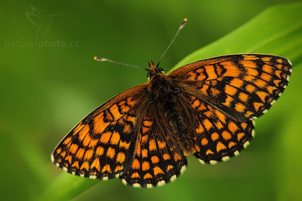 Hnědásek jitrocelový (Melitaea athalia), Hnědásek jitrocelový (Melitaea athalia), Heath Fritillary, Autor: Ondřej Prosický | NaturePhoto.cz, Model: Canon EOS 5D Mark II, Objektiv: Canon EF 100mm f/2.8 Macro USM, stativ Gitzo, Clona: 4.0, Doba expozice: 1/125 s, ISO: 800, Kompenzace expozice: -1 2/3, Blesk: Ne, Vytvořeno: 20. června 2009 11:04:02, NPR Český kras (Česko) 