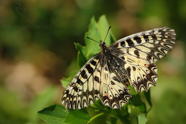 Pestrokřídlec podražcový (Zerynthia polyxena), Pestrokřídlec podražcový (Zerynthia polyxena), Southern Festoon, Autor: Ondřej Prosický | NaturePhoto.cz, Model: Canon EOS-1D Mark III, Objektiv: Canon EF 100mm f/2.8 Macro USM, Ohnisková vzdálenost (EQ35mm): 130 mm, stativ Gitzo, Clona: 6.3, Doba expozice: 1/320 s, ISO: 500, Kompenzace expozice: -1/3, Blesk: Ano, Vytvořeno: 24. května 2009 13:40:10, Trenčín (Slovensko)