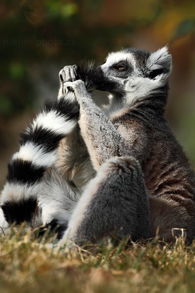 Lemur kata (Lemur catta), Lemur kata (Lemur catta), Lemur kata, Autor: Ondřej Prosický | NaturePhoto.cz, Model: Canon EOS 5D Mark II, Objektiv: Canon EF 500mm f/4 L IS USM, stativ Gitzo, Clona: 7.1, Doba expozice: 1/1000 s, ISO: 320, Kompenzace expozice: -1 1/3, Blesk: Ne, Vytvořeno: 12. září 2009 15:25:45, ZOO Praha - Troja (Česko)