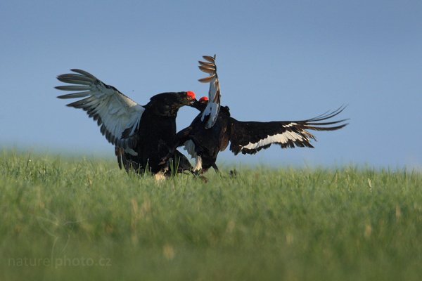 Tetřívek obecný (Tetrao tetrix), Tetřívek obecný (Lyrurus tetrix - Tetrao tetrix), Black Grouse, Autor: Ondřej Prosický | NaturePhoto.cz, Model: Canon EOS-1D Mark III, Objektiv: Canon EF 500mm f/4 L IS USM + TC Canon 1.4x, Ohnisková vzdálenost (EQ35mm): 910 mm, stativ Gitzo, Clona: 6.3, Doba expozice: 1/1250 s, ISO: 500, Kompenzace expozice: 0, Blesk: Ne, Vytvořeno: 26. dubna 2009 7:05:25, Prachaticko, NP Šumava (Česko) 