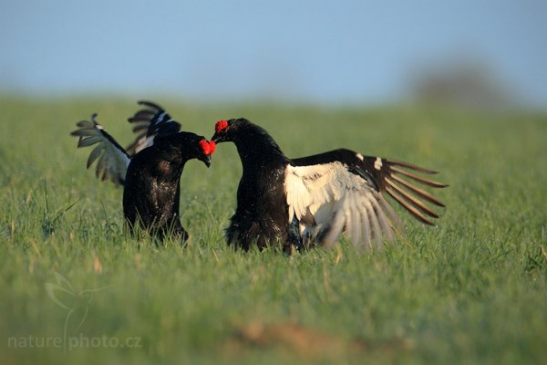 Tetřívek obecný (Tetrao tetrix), Tetřívek obecný (Lyrurus tetrix - Tetrao tetrix), Black Grouse, Autor: Ondřej Prosický | NaturePhoto.cz, Model: Canon EOS-1D Mark III + TC Canon 1.4x, Objektiv: Canon EF 500mm f/4 L IS USM, Ohnisková vzdálenost (EQ35mm): 910 mm, stativ Gitzo, Clona: 6.3, Doba expozice: 1/1000 s, ISO: 500, Kompenzace expozice: 0, Blesk: Ne, Vytvořeno: 26. dubna 2009 7:06:37, Prachaticko, NP Šumava (Česko) 