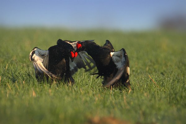 Tetřívek obecný (Tetrao tetrix), Tetřívek obecný (Lyrurus tetrix - Tetrao tetrix), Black Grouse, Autor: Ondřej Prosický | NaturePhoto.cz, Model: Canon EOS-1D Mark III, Objektiv: Canon EF 500mm f/4 L IS USM + TC Canon 1.4x, Ohnisková vzdálenost (EQ35mm): 910 mm, stativ Gitzo, Clona: 6.3, Doba expozice: 1/800 s, ISO: 500, Kompenzace expozice: 0, Blesk: Ne, Vytvořeno: 26. dubna 2009 7:06:37, Prachaticko, NP Šumava (Česko) 