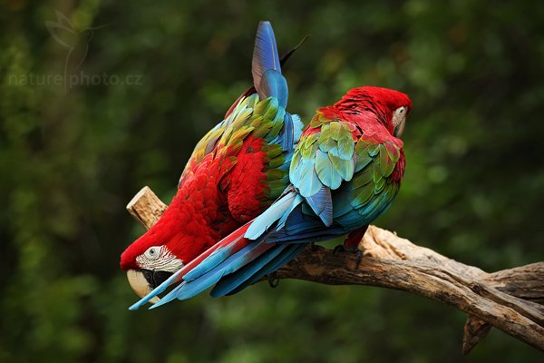 Ara zelenokřídlý (Ara chloroptera), Ara zelenokřídlý (Ara chloroptera), Red-and-green Macaw, Autor: Ondřej Prosický | NaturePhoto.cz, Model: Canon EOS 5D Mark II, Objektiv: Canon EF 500mm f/4 L IS USM, stativ Gitzo, Clona: 8.0, Doba expozice: 1/125 s, ISO: 640, Kompenzace expozice: -1, Blesk: Ne, Vytvořeno: 12. září 2009 10:18:25, ZOO Praha - Troja (Česko)