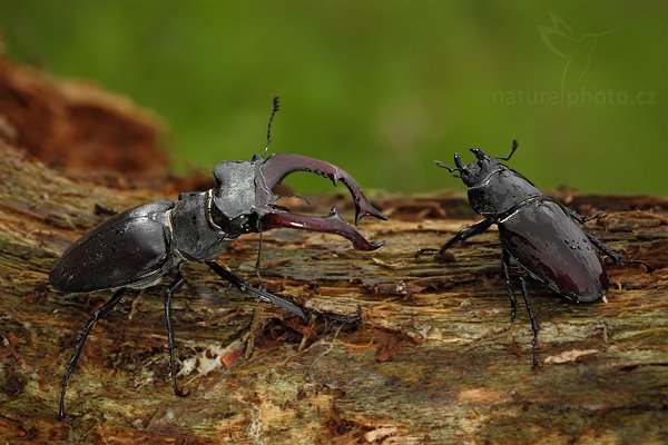 Roháč obecný (Lucanus cervus), Roháč obecný (Lucanus cervus), Stag beetle, Autor: Ondřej Prosický | NaturePhoto.cz, Model: Canon EOS 5D Mark II, Objektiv: Canon EF 100mm f/2.8 Macro USM, stativ Gitzo, Clona: 7.1, Doba expozice: 1/200 s, ISO: 320, Kompenzace expozice: 0, Blesk: Ano, Vytvořeno: 18. července 2009 11:10:48, Malé Kyšice (Česko) 