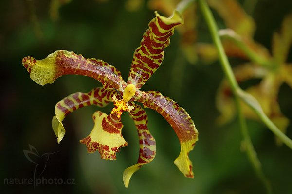 Rossioglossum insley, Orchidej Rossioglossum insley, Autor: Ondřej Prosický | NaturePhoto.cz, Model: Canon EOS 5D Mark II, Objektiv: Canon EF 100mm f/2.8 Macro USM, fotografováno z ruky, Clona: 3.5, Doba expozice: 1/200 s, ISO: 400, Kompenzace expozice: -2/3, Blesk: Ano (externí Canon 580EX II na kabelu, -3 EV), Vytvořeno: 28. února 2009 10:02:47, botanický skleník Fatamorgana, Praha - Troja (Česko)