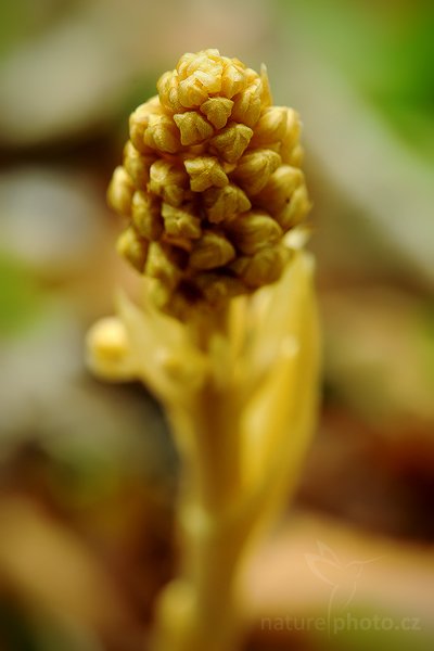 Hlístník hnízdák (Neottia nidus-avis), Hlístník hnízdák (Neottia nidus-avis), The Bird&#039;s-nest Orchid, Autor: Ondřej Prosický | NaturePhoto.cz, Model: Canon EOS 5D Mark II, Objektiv: Canon EF 100mm f/2.8 Macro USM, stativ Gitzo, Clona: 7.1, Doba expozice: 1/8 s, ISO: 800, Kompenzace expozice: +1/3, Blesk: Ne, Vytvořeno: 23. května 2009 10:39:46,  v lese (Slovensko)