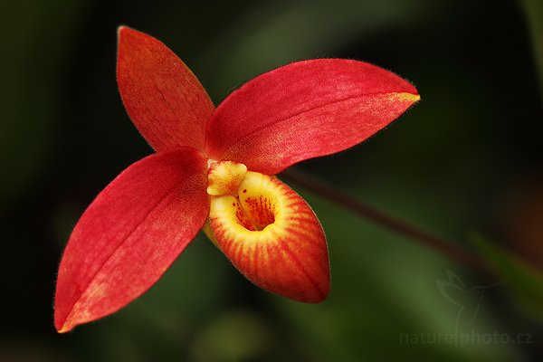 Phragmipedium besseae, Orchidej Phragmipedium besseae Autor: Ondřej Prosický | NaturePhoto.cz, Model: Canon EOS 5D Mark II, Objektiv: Canon EF 100mm f/2.8 Macro USM, fotografováno z ruky, Clona: 4.0, Doba expozice: 1/200 s, ISO: 400, Kompenzace expozice: -2/3, Blesk: Ne (externí Canon 580EX II na kabelu, -3 EV), Vytvořeno: 28. února 2009 10:44:30, botanický skleník Fatamorgana, Praha - Troja (Česko) 